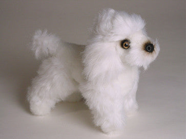 "Gigi" Poodle