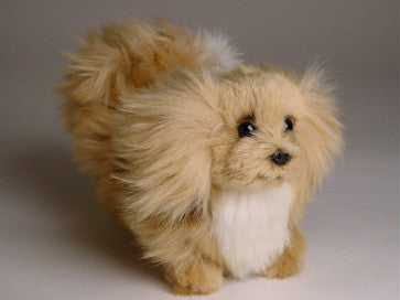"Fifi" Pekingese
