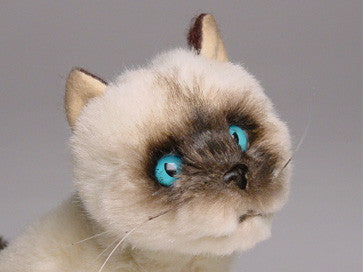 "D.C." Siamese Cat