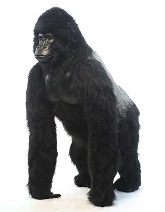 "Hans" Silver Back Gorilla