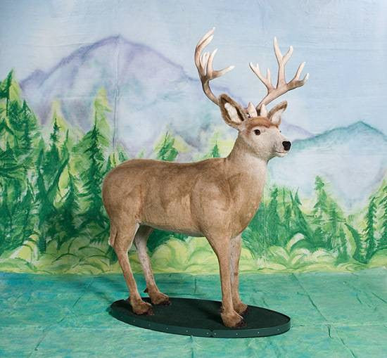 "Herschel" Mule Deer