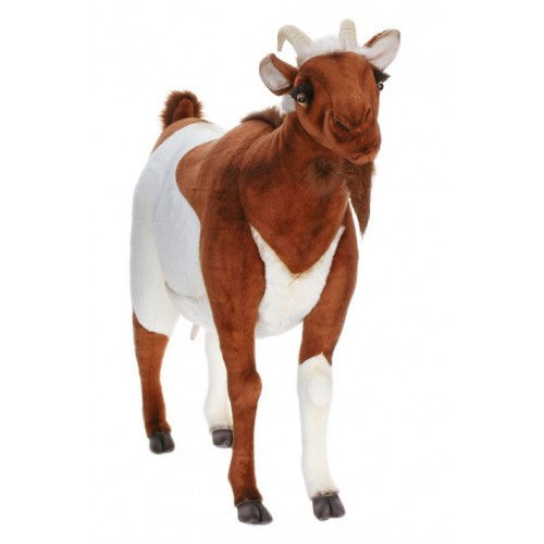 "Dan" Goat