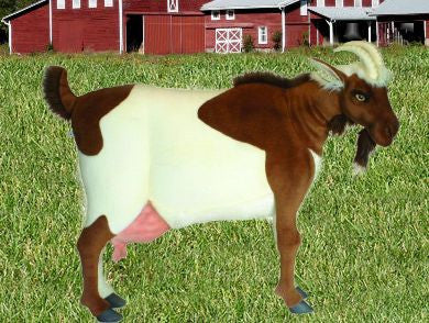 "Dan" Goat