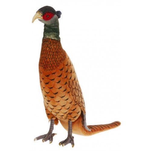 "Tiger" Pheasant