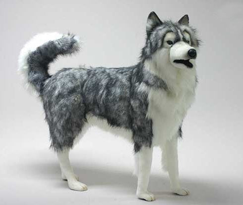 "Fritz" Gray Husky