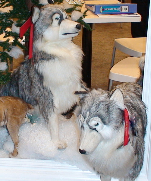 "Fritz" Gray Husky