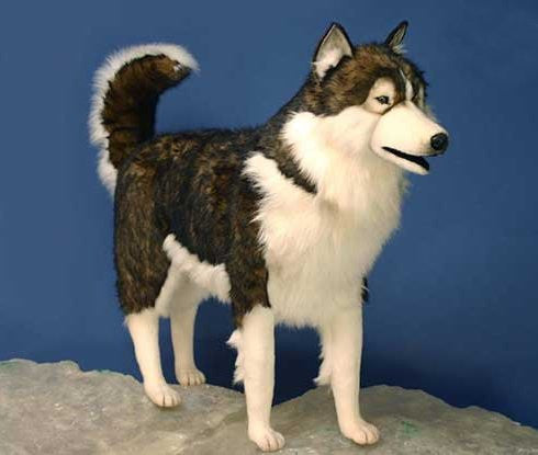 "Harry" Husky