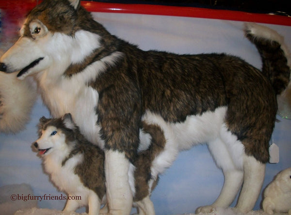 "Harry" Husky