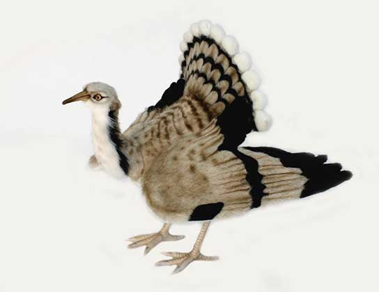 "Kalypso" Houbara Bustard Bird