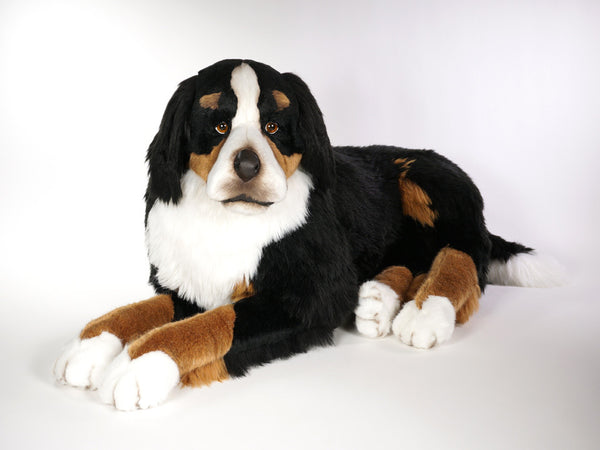 "Ella" Bernese Mountain Dog