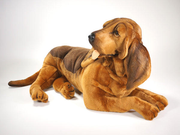 "Knotty" Bloodhound