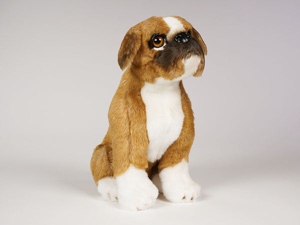 "Buckley" Boxer