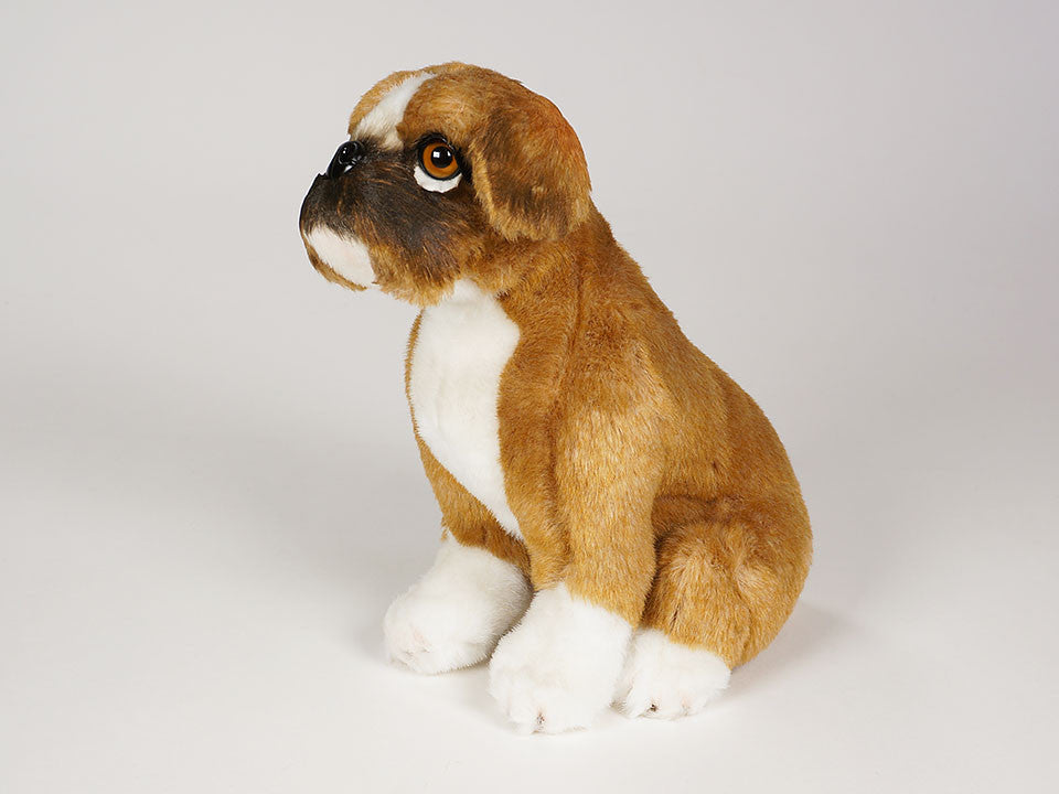 "Buckley" Boxer