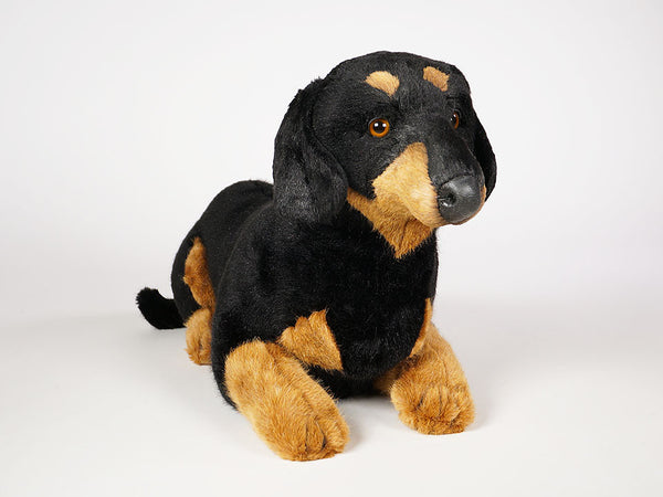 "Shecky" Dachshund