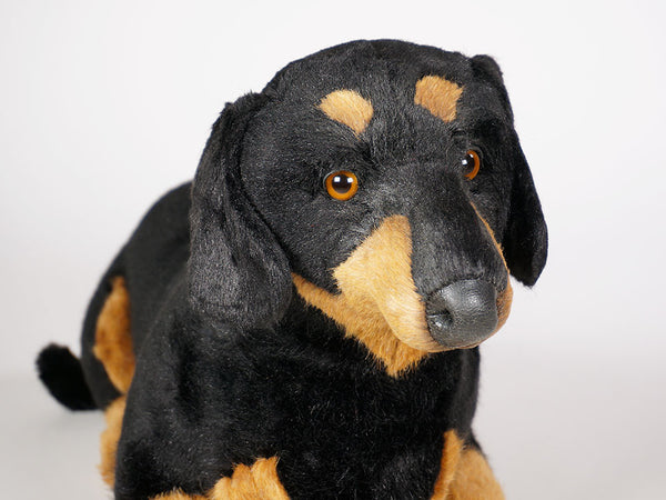 "Shecky" Dachshund