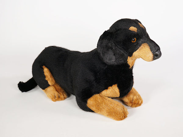 "Shecky" Dachshund