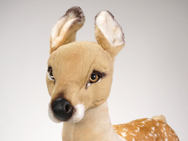 "Elain" Fawn
