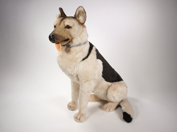 "Rin" German Shepherd