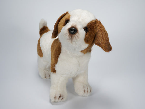 "Wyatt" Jack Russell Terrier