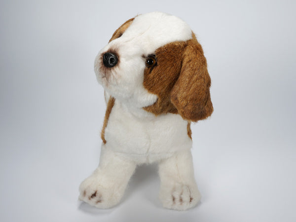 "Wyatt" Jack Russell Terrier