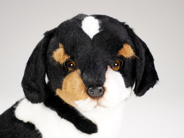 "Enzo" Jack Russell Terrier