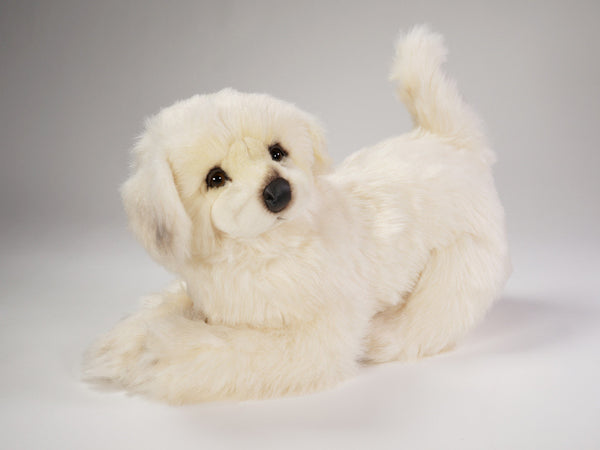 "Benny" Maremma Sheepdog