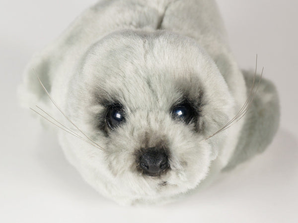 "Eloise" Monk Seal