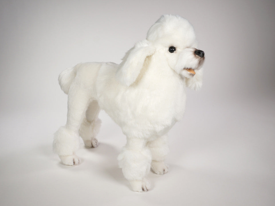 "Gabby" Poodle