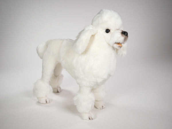 "Gabby" Poodle