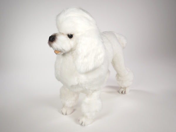 "Gabby" Poodle