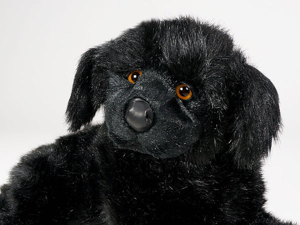 "Boatswain" Newfoundland