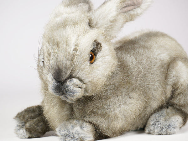 "Oolong" Bunny Rabbit