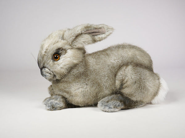 "Oolong" Bunny Rabbit