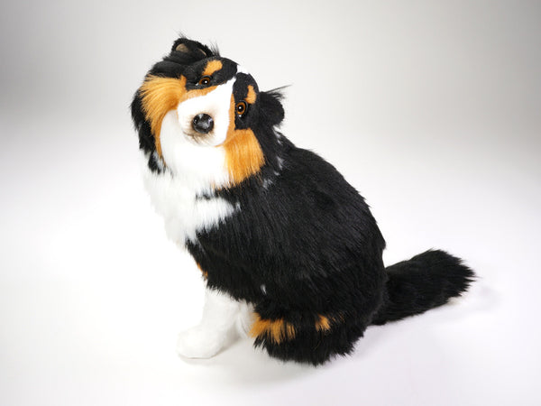 "Peter" Shetland Sheepdog