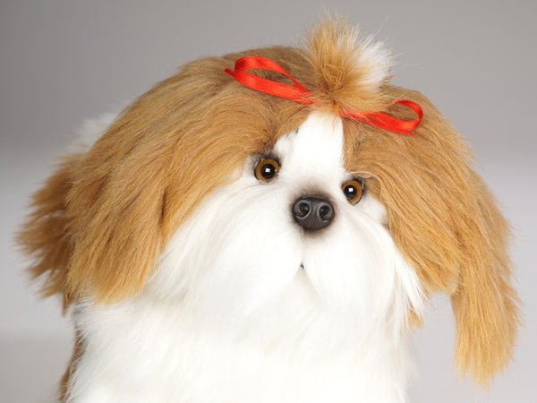 "Choo Choo" Shih Tzu