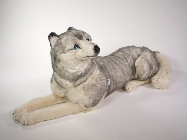 "Berg" Husky