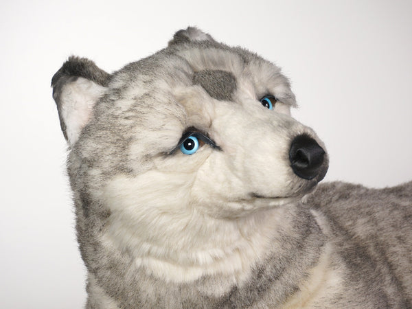 "Berg" Husky