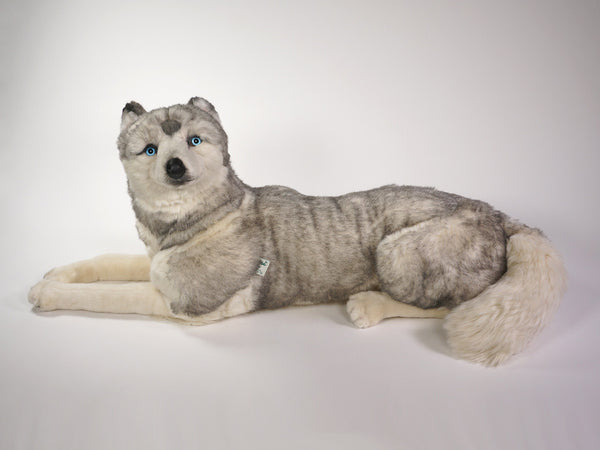 "Berg" Husky
