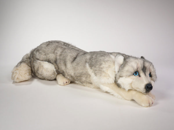 "Gus" Husky