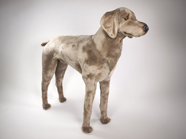 "Smoek" Weimaraner Dog