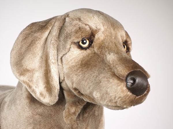 "Smoek" Weimaraner Dog