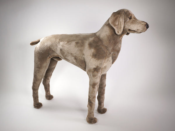 "Smoek" Weimaraner Dog