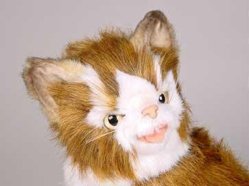 "Bloo" Maine Coon