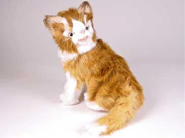 "Bloo" Maine Coon