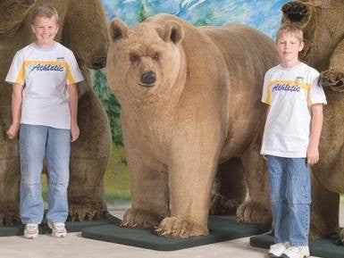 "Gentle Ben" Grizzly Bear