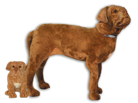 "Hooch" Dogue de Bordeaux