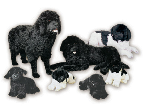 "Thunder" Newfoundland