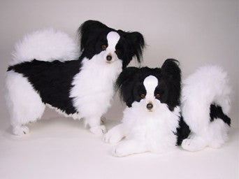 "Marie" Papillon