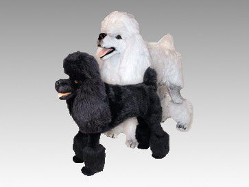 "Marilyn" Poodle