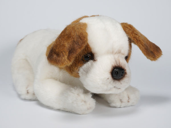 "Moose" Jack Russell Terrier